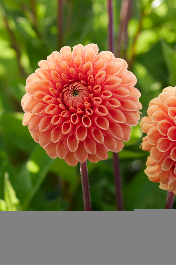 Dahlia Boll Sylvia 1-pack
